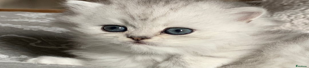 Persian Kitten 1 Shadow