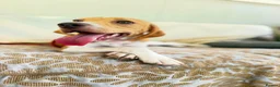 Mixed Breed dogs for adoption: Gretchen is ready to steal your heart in Newton Abbot - Advert 3