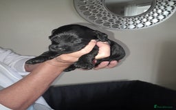 Cockapoo dogs for sale: F1 cockerpoo puppies - Image 5