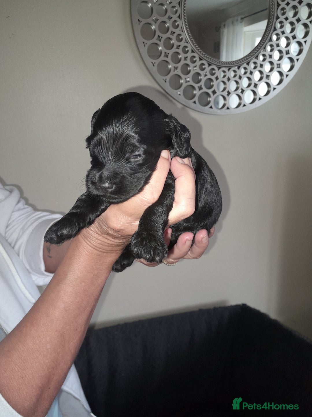 Cockapoo dogs for sale: F1 cockerpoo puppies - Image 5