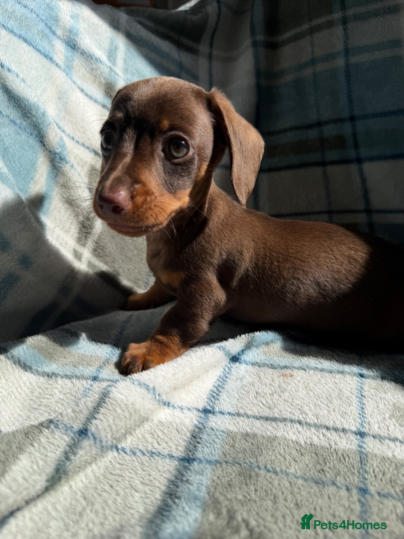 Dachshund dogs for sale: Miniature Dachshund Puppies  - Advert 12
