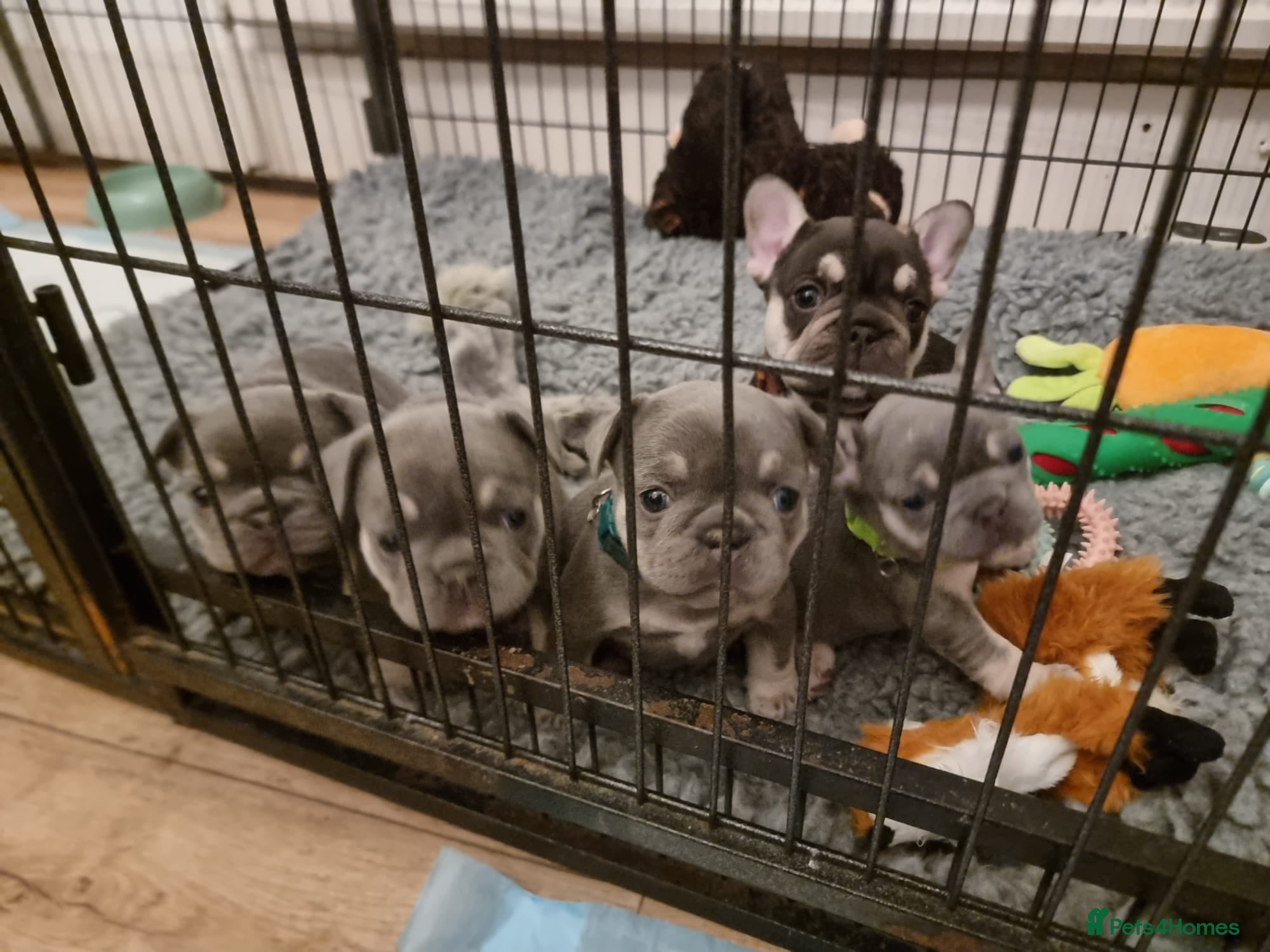 French Bulldog dogs Five beautiful girls - Advert 5