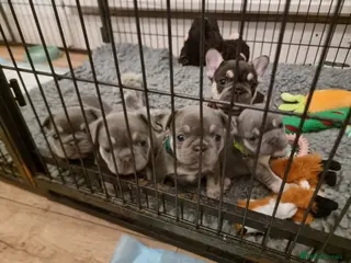 French Bulldog dogs Five beautiful girls - Advert 5