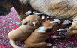 Mixed Breed dogs for sale: Staffy x Australian Kelpie  - Image 4