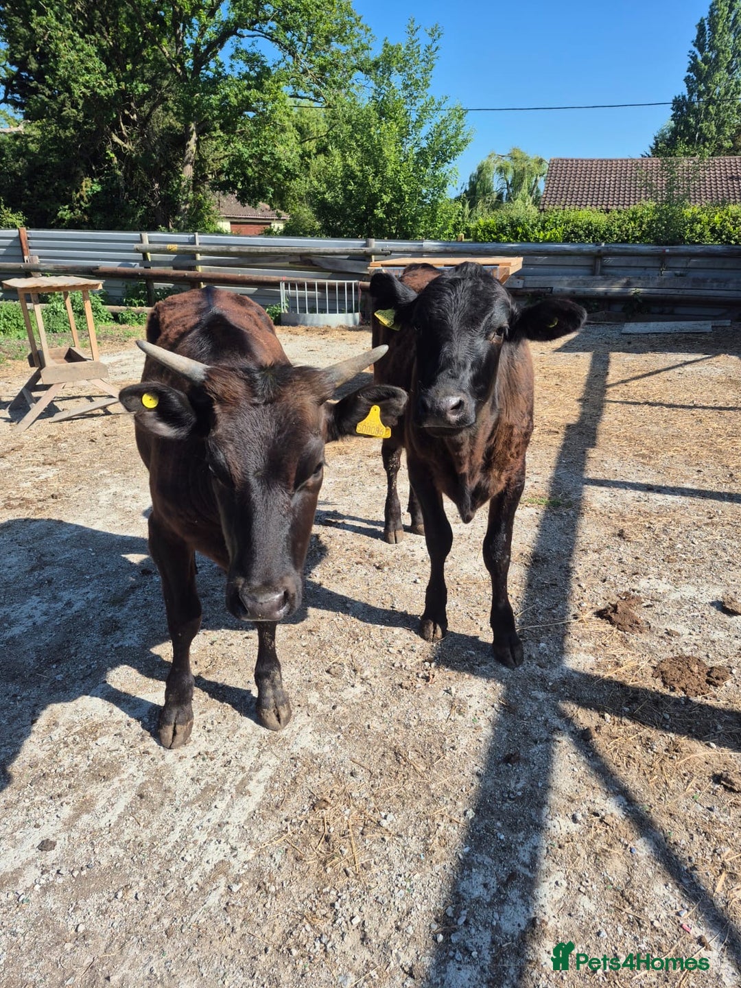 Cows & Bulls livestock for sale: 2 Wagyu Breeding, Store Heifers - Image 5