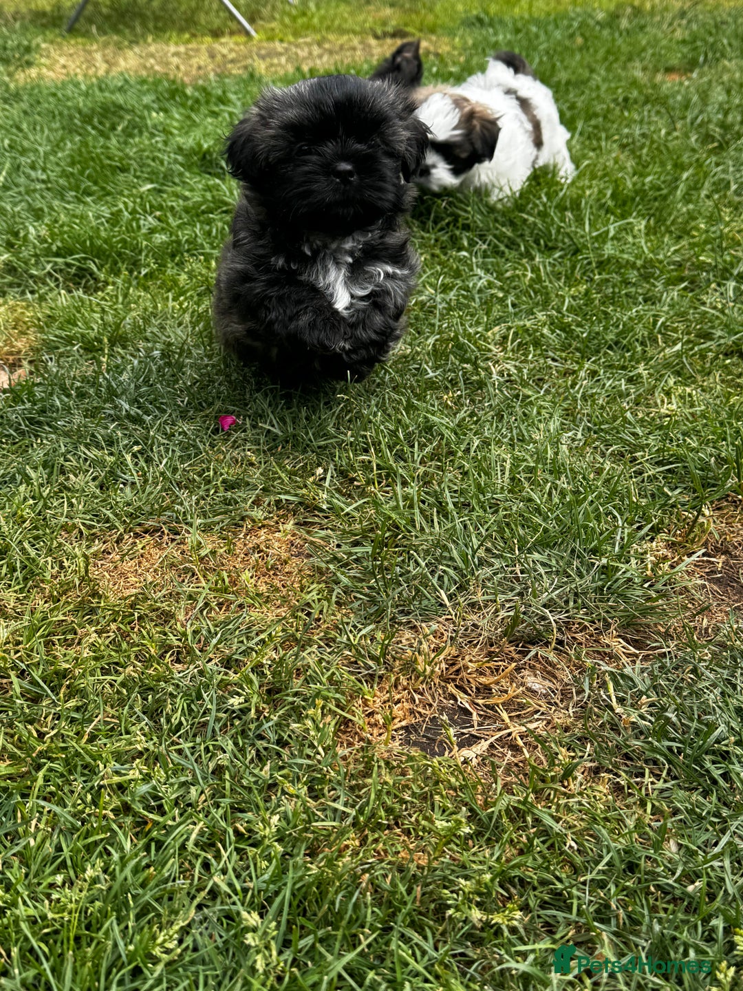 Shih Tzu dogs for sale: Shih tzu puppies looking for a forever home. - Image 22
