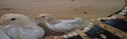 Chickens poultry for sale: 4 week old mixed Bantams  - Advert 14