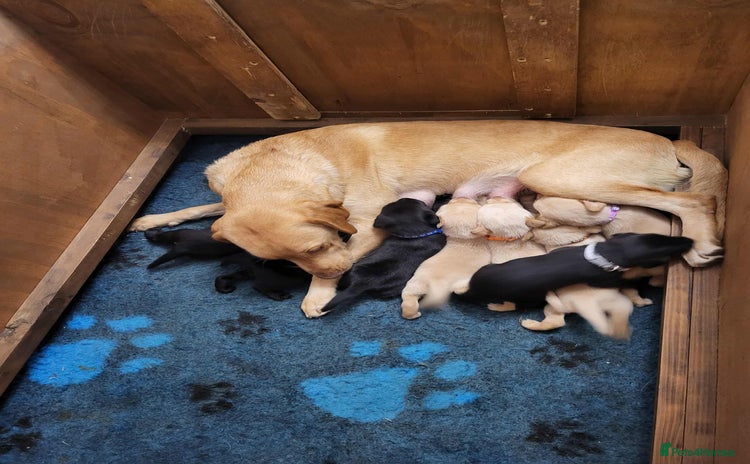 Labrador Retriever dogs - Advert 2