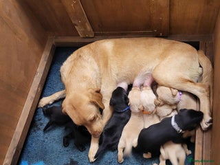 Labrador Retriever dogs - Advert 4