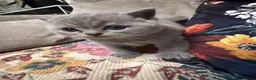 British Shorthair cats for sale:  Adorable kittenBlue British Shorthair  GCCF - Advert 13