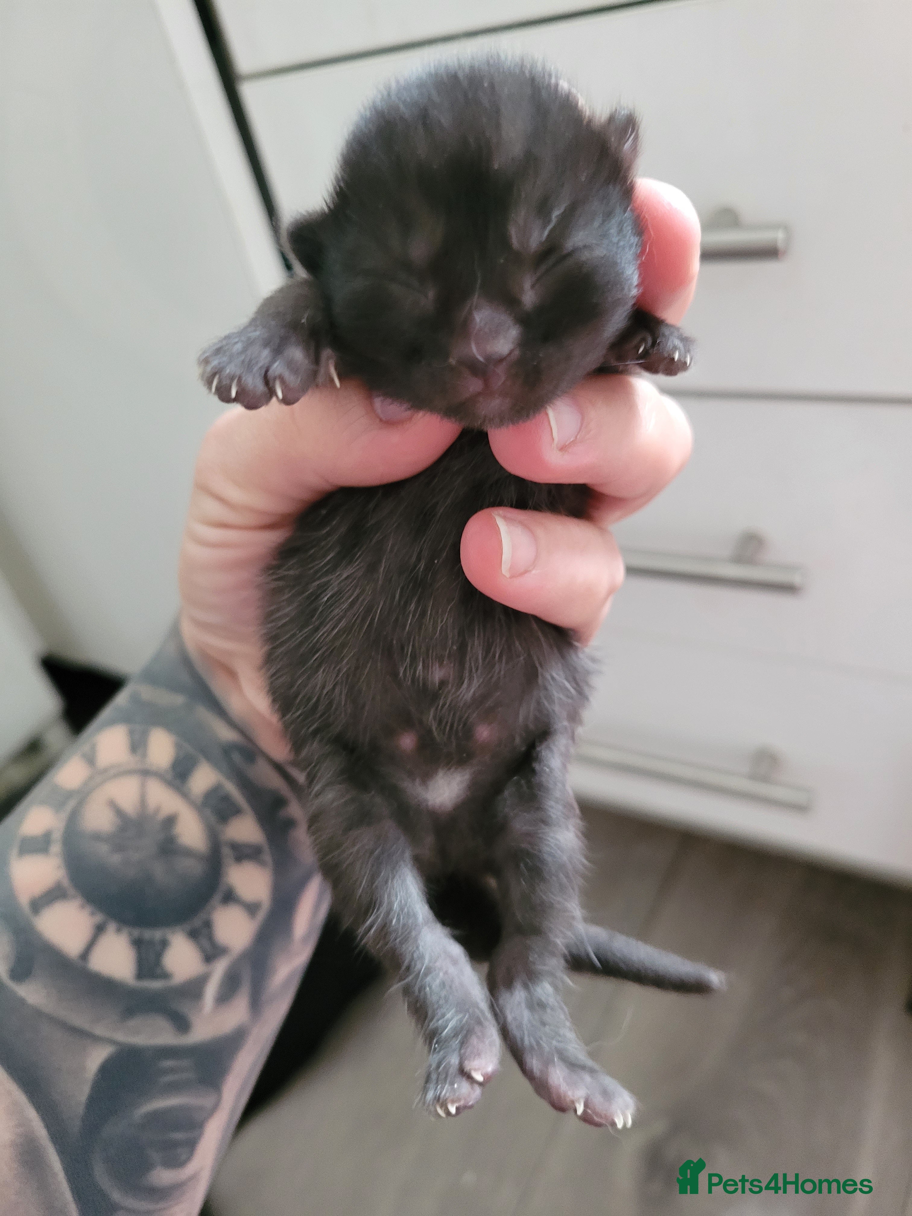 Mixed Breed cats Beautiful turkish angora kittens, 3 females 1male  - Advert 4