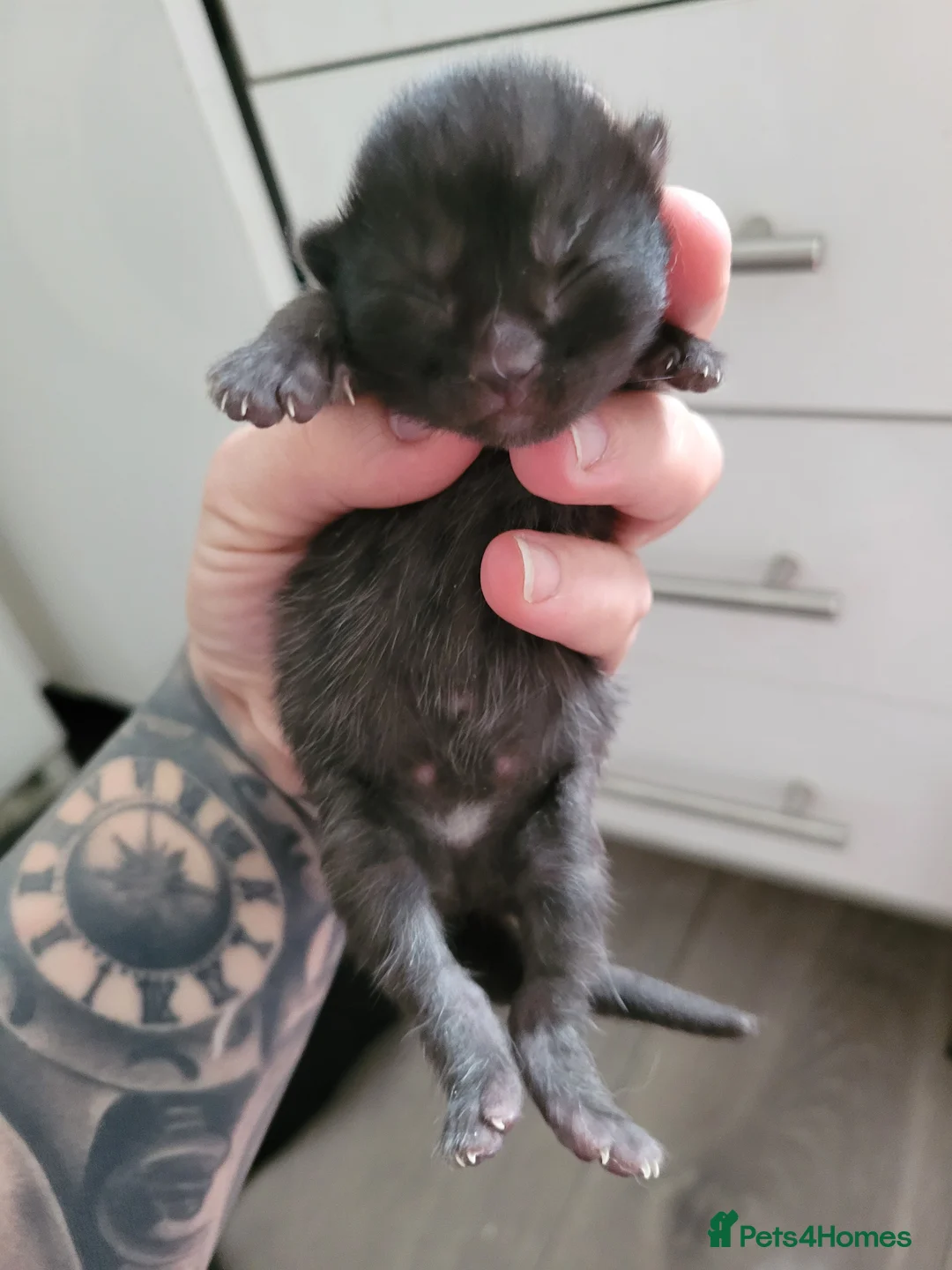 Mixed Breed cats for sale: Beautiful kittens for sale 3 females 1male  in Bolton - Advert 2