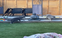 British Shorthair cats for sale: British shorthairs - Blue - Image 9