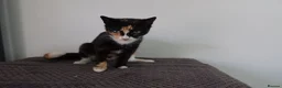 Domestic Shorthair cats for sale: Two 10 week kittens with Mother  - Advert 6