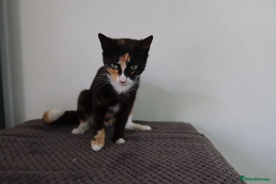 Domestic Shorthair cats for sale: Two 10 week kittens with Mother  - Advert 6