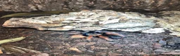 Tarantulas invertebrates for sale: 13 tarantulas and enclosures  in Manchester - Advert 10