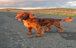 American Cocker Spaniel dogs for sale: Cocker spaniel male for sale - Advert 1