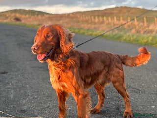 American Cocker Spaniel dogs for sale: Cocker spaniel male for sale - Advert 1