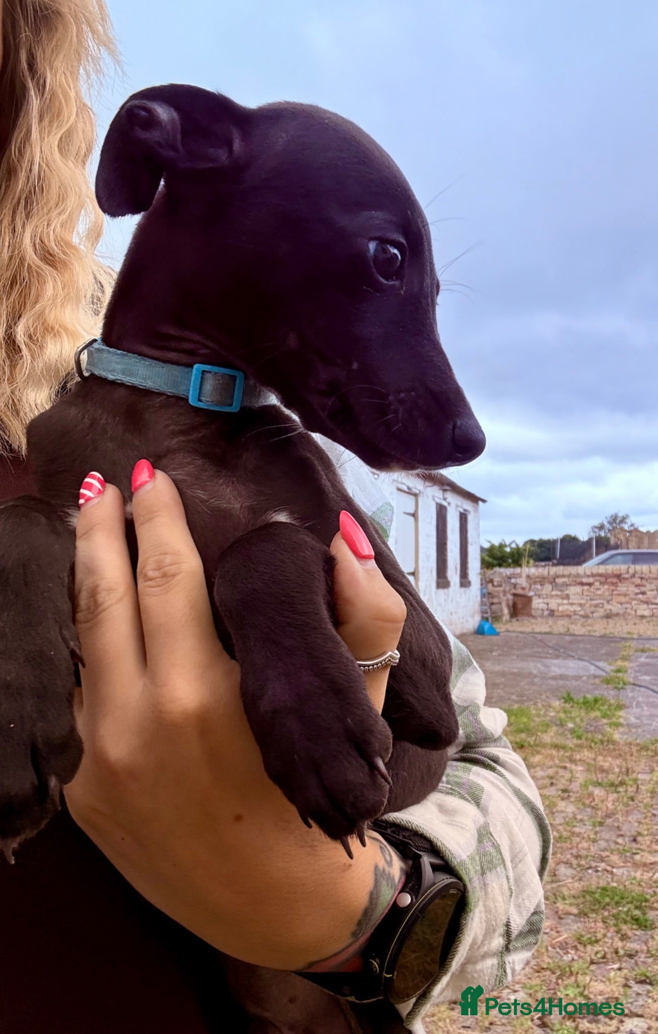 Whippet dogs Whippet puppies - ready to leave now  - Advert 5
