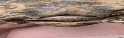 Tortoise reptiles for sale: 1x CB15 M and 1x CB19 F Indian Star Tortoise in Lincoln - Advert 9