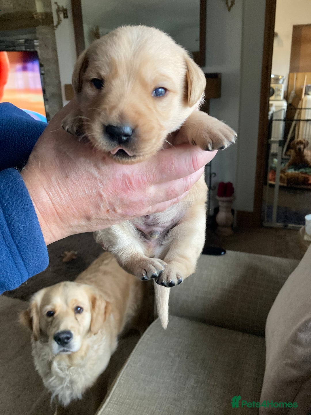 Goldador dogs for sale: Goldador  - Advert 3