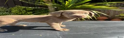 Labrador Retriever dogs for sale: ghost’s beautiful dozen - Advert 24