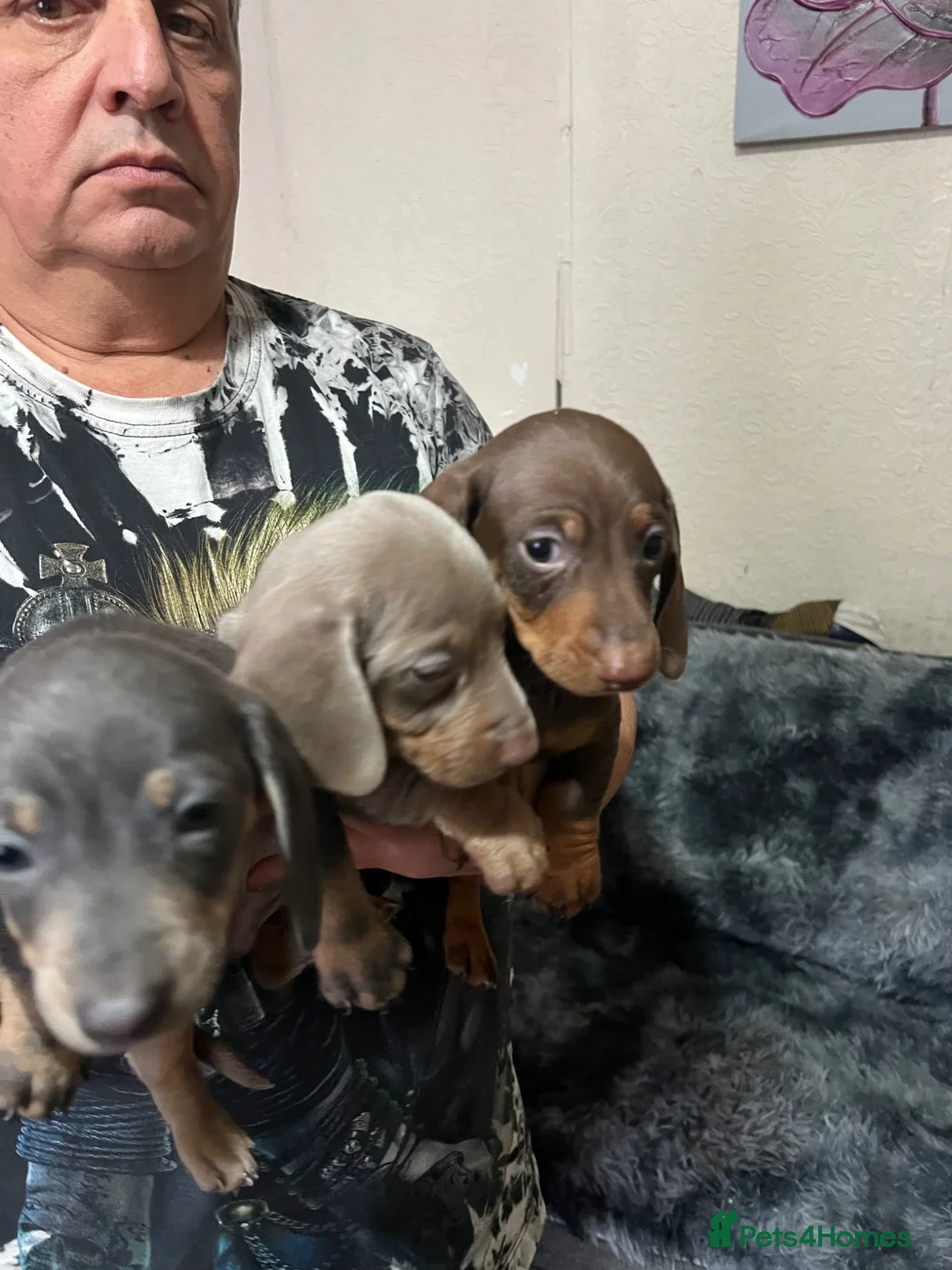 Dachshund dogs for sale: Dachshund - Advert 2