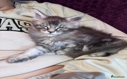 Maine Coon cats for sale: 1 beautiful Male kitten left - Image 6
