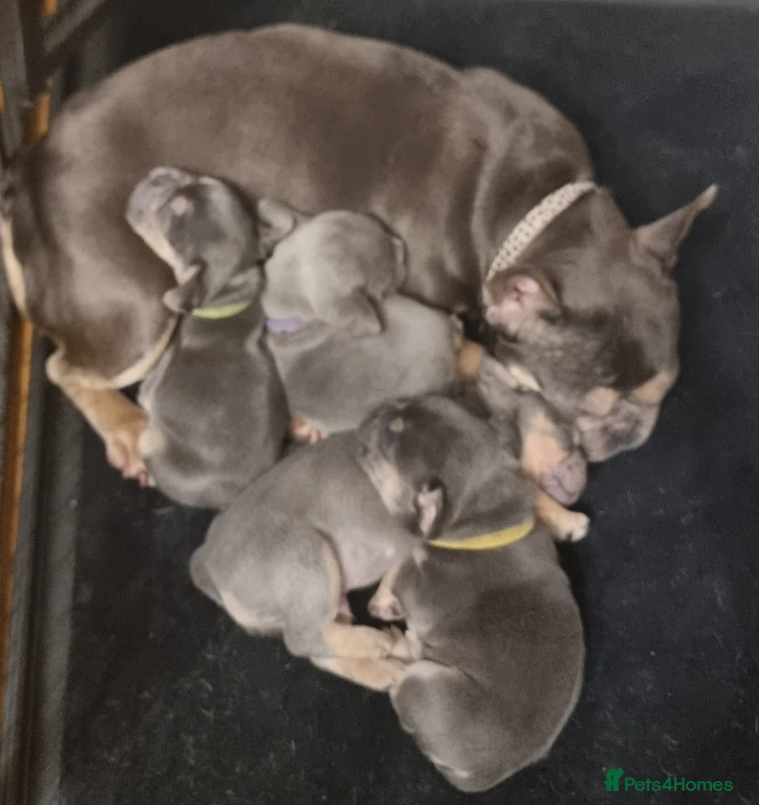 French Bulldog dogs for sale: Gorgeous little frenchie fur babies - Advert 2