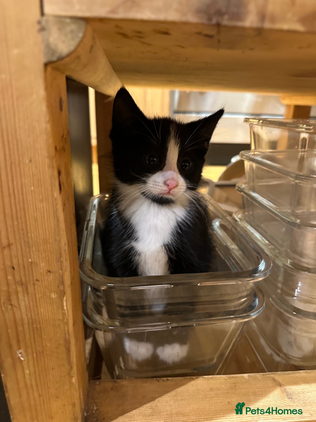 Mixed Breed cats for sale: 1 girl and 1 boy ready now - Advert 9