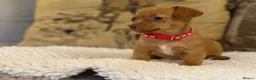Jackshund dogs for sale: Two gorgeous daxi jacks ready now  - Advert 7