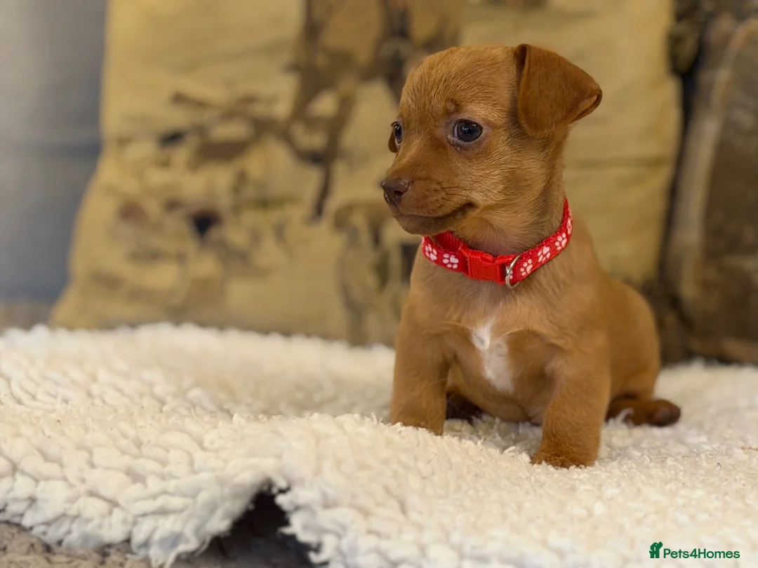 Jackshund dogs for sale: Two gorgeous daxi jacks ready now  - Advert 7
