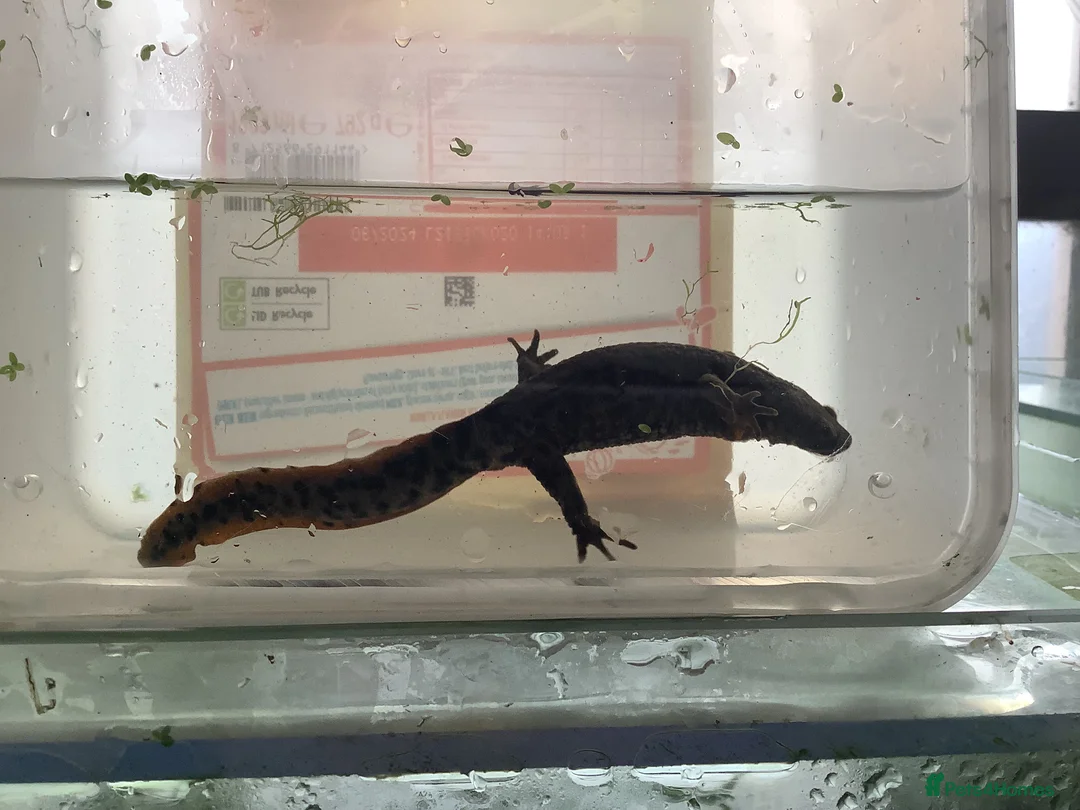 Newt reptiles for sale: Sharp ribbed newts for sale - Advert 5
