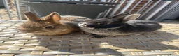 Netherland Dwarf rabbits for sale: Lovely Netherland Dwarf baby rabbits. - Advert 1