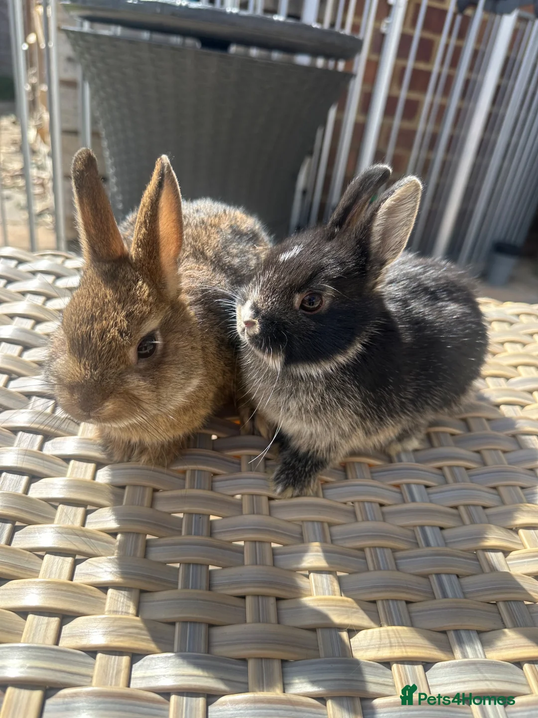 Netherland Dwarf rabbits for sale: Lovely Netherland Dwarf baby rabbits. - Advert 1