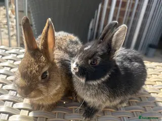 Netherland Dwarf rabbits for sale: Lovely Netherland Dwarf baby rabbits. - Advert 1