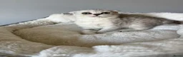 Scottish Fold cats for sale: Scotish Fold / Scotish straight - Advert 6