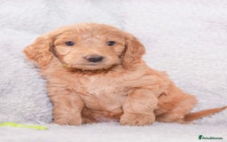 Goldendoodle dogs for sale: Goldendoodles ready in 1 weeks, Beautiful babies. - Image 13