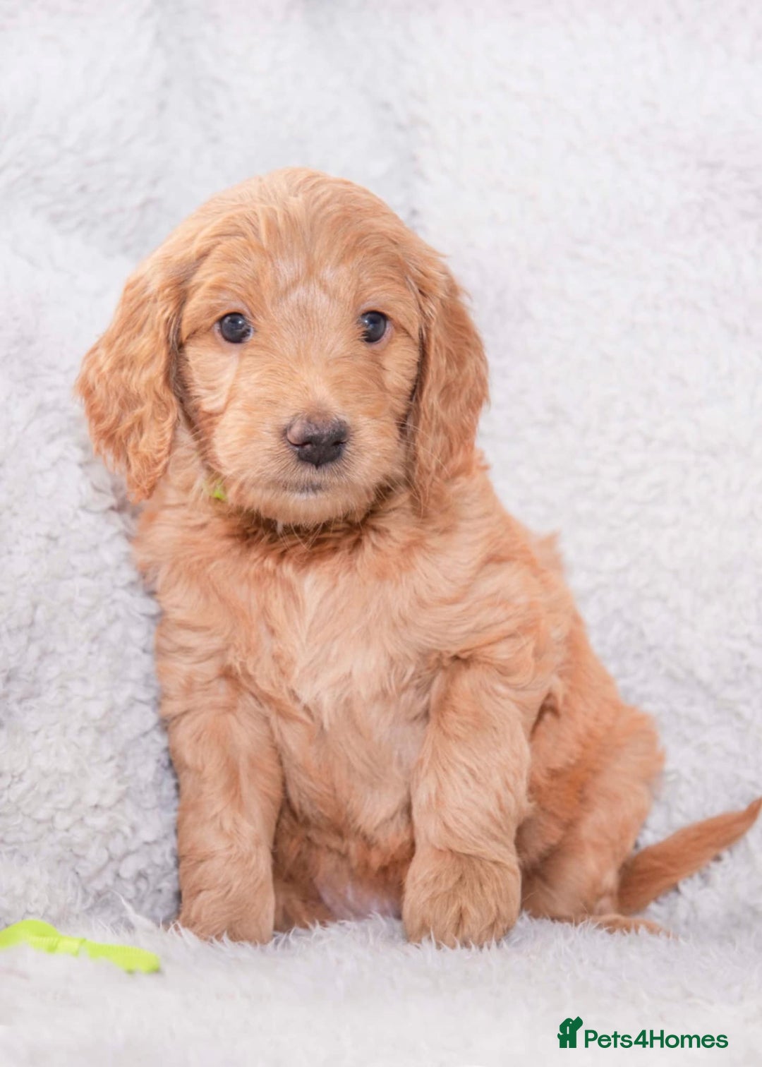Goldendoodle dogs for sale: Goldendoodles ready in 1 weeks, Beautiful babies. - Image 13