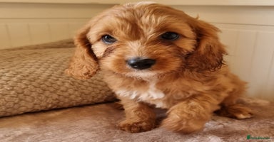 Cavapoo dogs - Advert 2