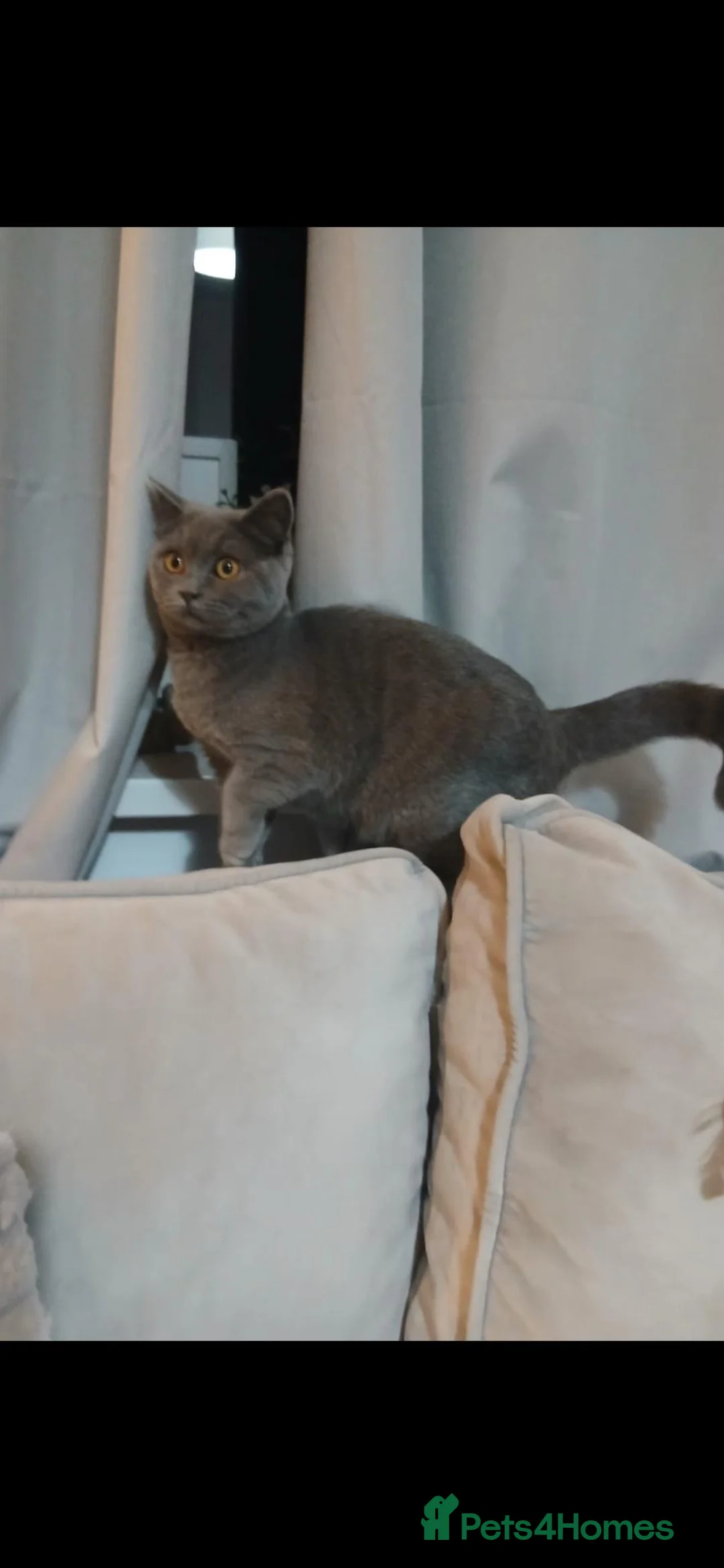 British Shorthair cats for sale: British Shorthair kitten - Advert 1