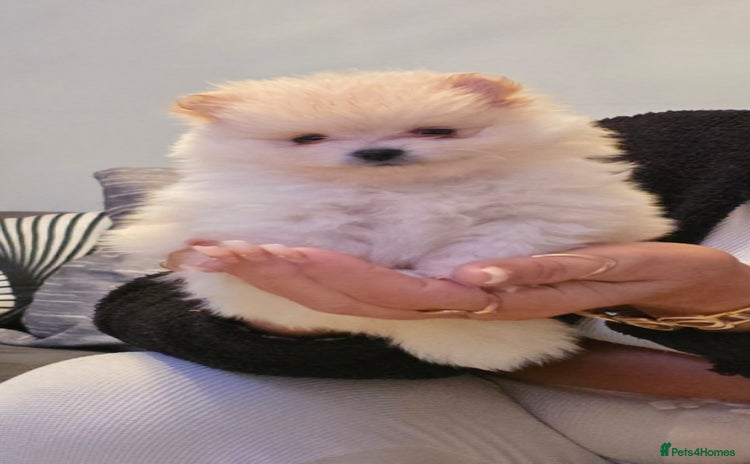 Pomeranian dogs - Advert 5