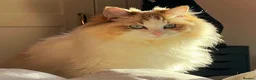 Ragdoll cats for sale: TICA Active Registered Ragdoll Kittens - Advert 28
