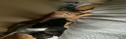 Mixed Breed cats for sale: Domestic short haired in Preston - Advert 4
