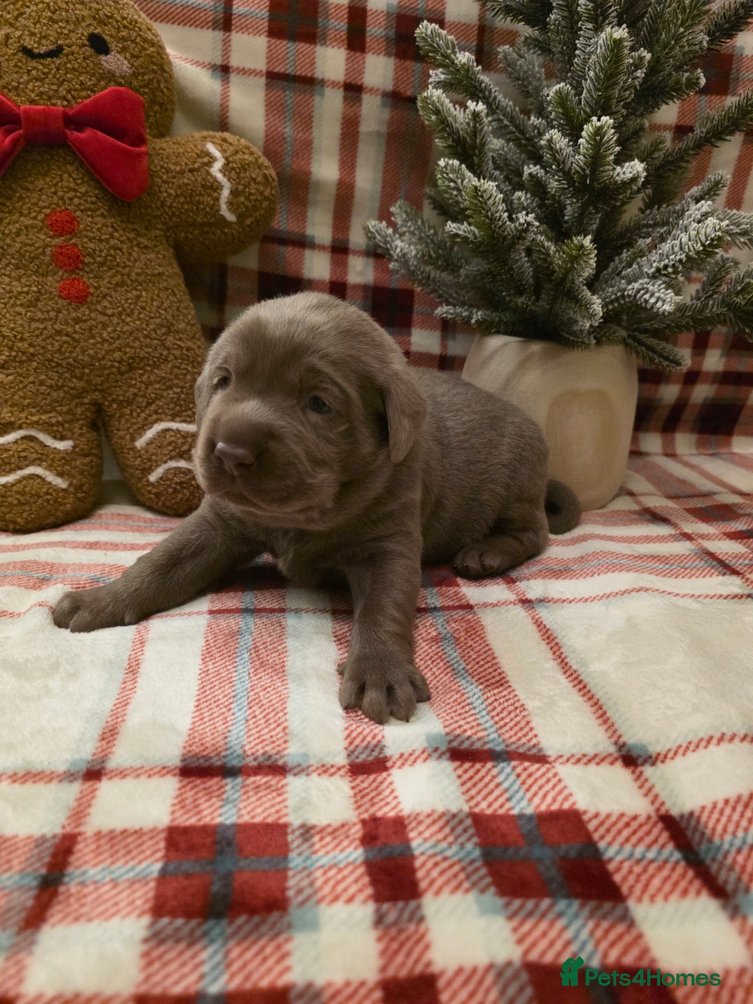 Labrador Retriever dogs for sale: Silver Labrador Puppies For Sale - Advert 17