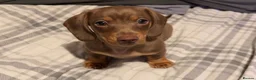 Miniature Dachshund dogs for sale: Gorgeous Light Chocolate Miniature Dachshund  - Advert 3