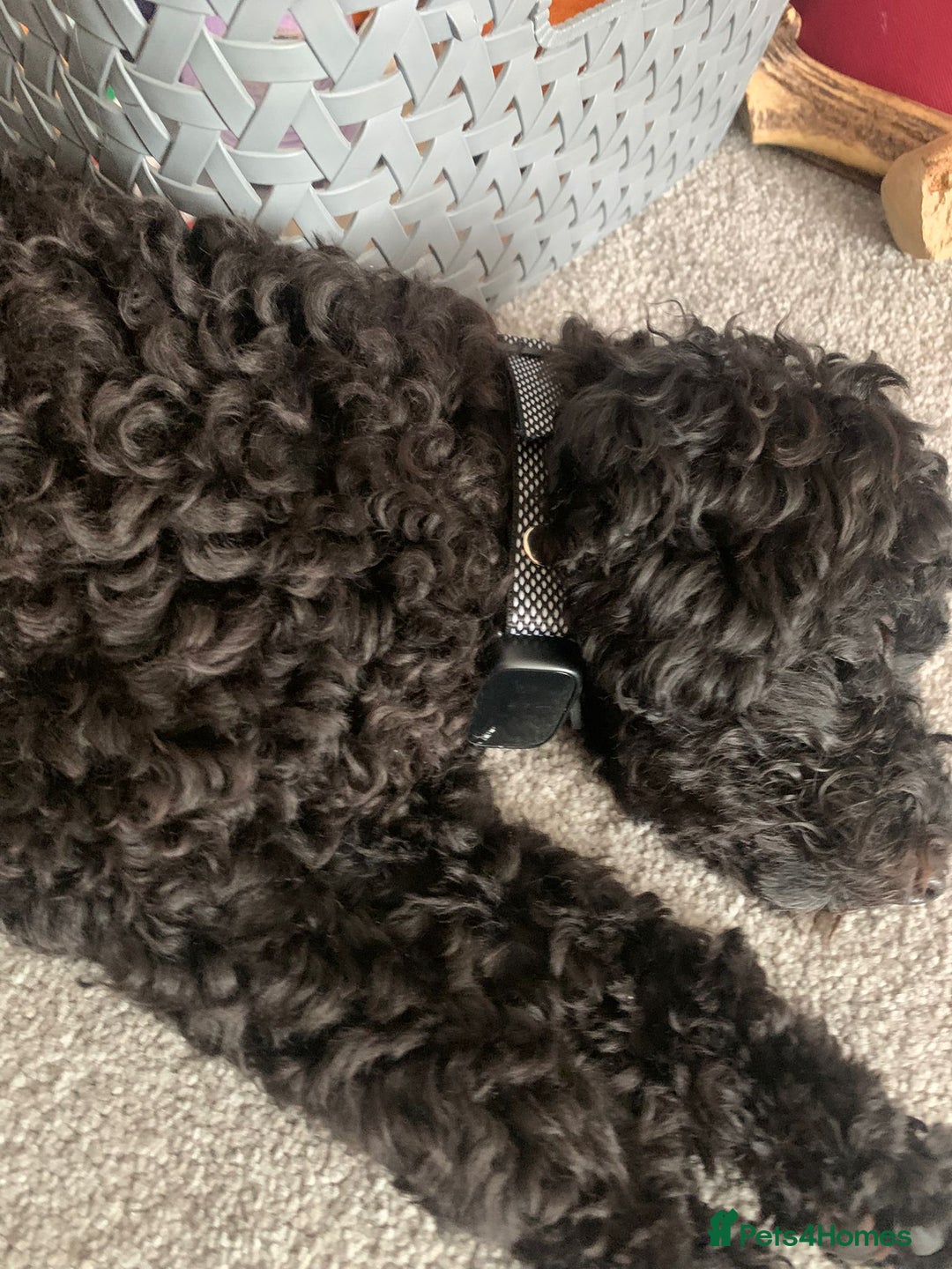 Cavapoo dogs for sale: Black female cavapoo - Image 4