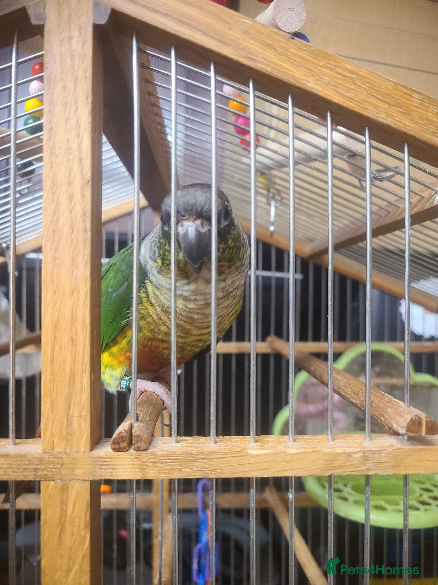 Conures birds Tamed Conure - Advert 1