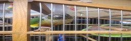 Conures birds for sale: Tamed Conure in Feltham - Advert 1