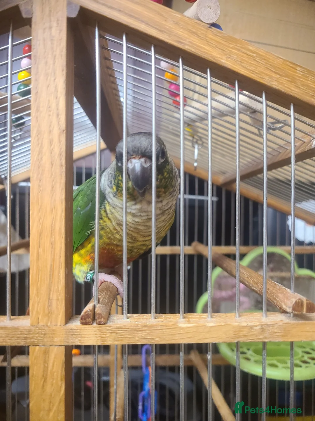 Conures birds for sale: Tamed Conure in Feltham - Advert 1